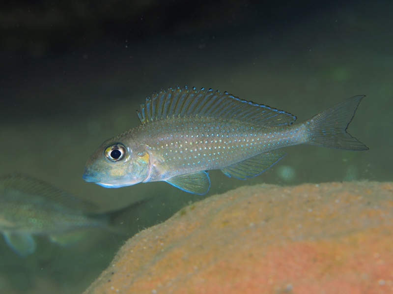 Xenotilapia sp. 'spilopterus north' Jakobsen's Beach